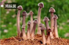 2020年11月6日鸡枞菌价格行情、...
