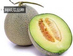 2020年11月6日网纹瓜价格行情、...