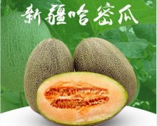2020年11月6日新疆哈蜜瓜价格行...