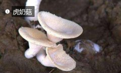 2020年11月6日虎奶菇价格行情、...