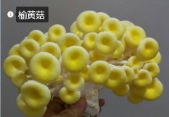 2020年11月6日榆黄菇价格行情、...