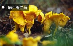 2020年11月6日鸡油菌价格行情、...