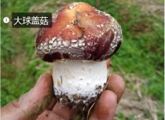 2020年11月6日大球盖菇价格行情...