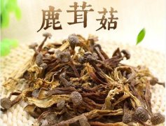 2020年11月6日鹿茸菇价格行情、...