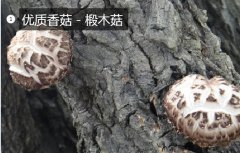 2020年11月7日椴木菇价格行情、...
