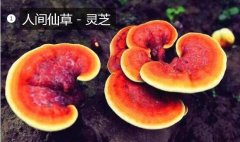 2020年11月7日灵芝价格行情、今...