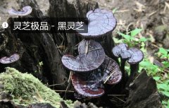2020年11月7日黑灵芝价格行情、...