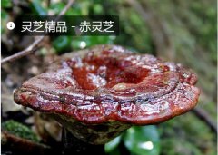 2020年11月7日赤灵芝价格行情、...