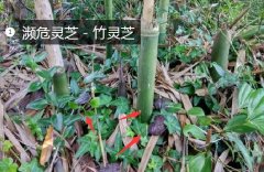2020年11月7日竹灵芝价格行情、...