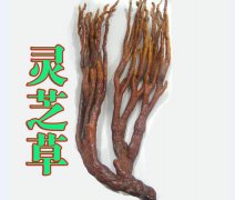 2020年11月7日灵芝草价格行情、...