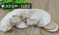 2020年11月7日白灵芝价格行情、...