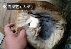 2020年11月7日肉灵芝价格行情、...