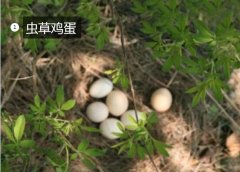 2020年11月7日虫草蛋价格行情、...