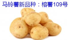 马铃薯新品种：榕薯109号简介