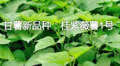 甘薯新品种：桂紫薇薯1号简介