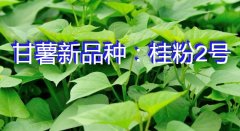 甘薯新品种：桂粉2号简介