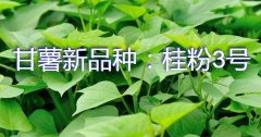 甘薯新品种：桂粉3号简介