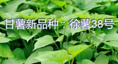 甘薯新品种：徐薯38号简介