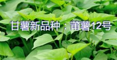 甘薯新品种：莆薯12号简介