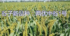 谷子新品种：两优中谷1号简介