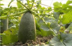 津南区思源萝卜种植合作社迎来收获季 ...