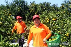 湖北宜昌市：柑橘合作社联结橘农2万余...