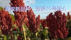 高粱新品种：吉粱10号简介