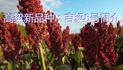 高粱新品种：吉粱8号简介