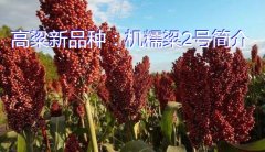 高粱新品种：机糯粱2号简介