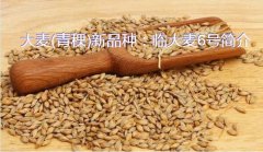 大麦(青稞)新品种：临大麦6号简介