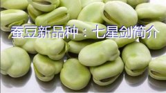 蚕豆新品种：七星剑简介