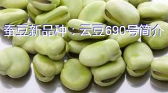 蚕豆新品种：云豆690号简介