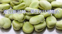 蚕豆新品种：早生615号简介