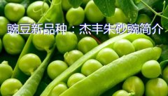 豌豆新品种：杰丰朱砂豌简介