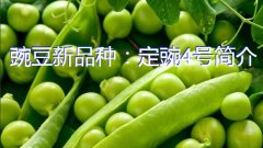 豌豆新品种：定豌4号简介