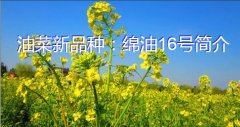 油菜新品种：绵油16号简介