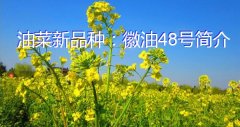 油菜新品种：徽油48号简介