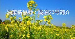 油菜新品种：陇油23号简介