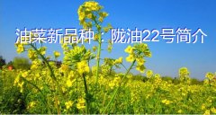 油菜新品种：陇油22号简介