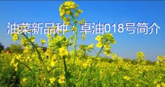 油菜新品种：卓油018号简介