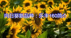 向日葵新品种：乐丰160简介