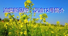 油菜新品种：汉油12号简介