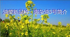 油菜新品种：惠杂油3号简介
