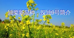 油菜新品种：汉油9号简介