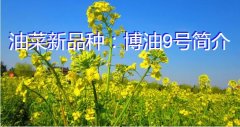 油菜新品种：博油9号简介