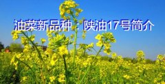 油菜新品种：陕油17号简介