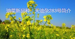 油菜新品种：天油杂283号简介