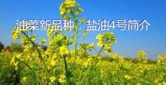 油菜新品种：盐油4号简介