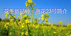 花生新品种：商花23号简介