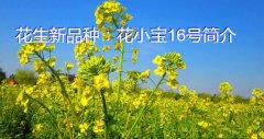 花生新品种：花小宝16号简介